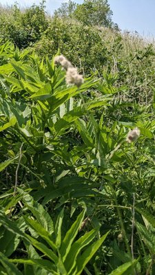 Cephalaria alpina (L.) Roem. & Schult.: leaf