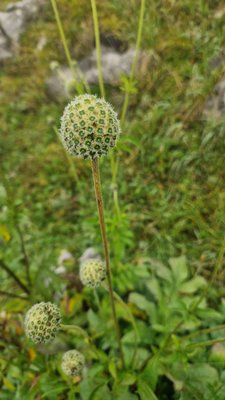 Cephalaria alpina (L.) Roem. & Schult.: flower