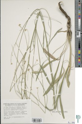 Lepidium affghanum Boiss.