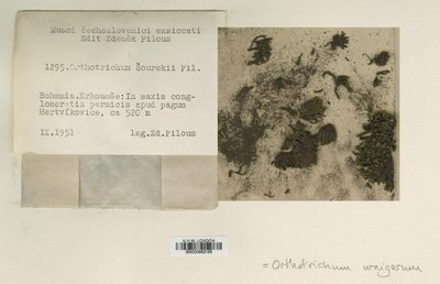 BM000982188