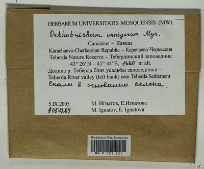 Orthotrichum urnigerum Myrin, Moscow University Herbarium
