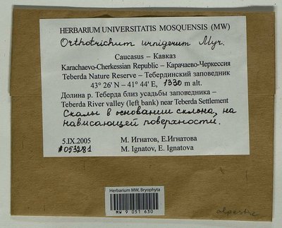 Orthotrichum urnigerum Myrin, Moscow University Herbarium