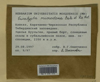 Encalypta microstoma Bals.-Criv. & De Not., Moscow University Herbarium