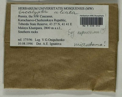 Encalypta microstoma Bals.-Criv. & De Not., Moscow University Herbarium