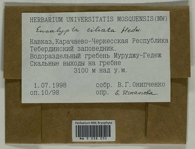 Encalypta microstoma Bals.-Criv. & De Not., Moscow University Herbarium