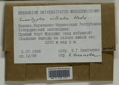 Encalypta microstoma Bals.-Criv. & De Not., Moscow University Herbarium