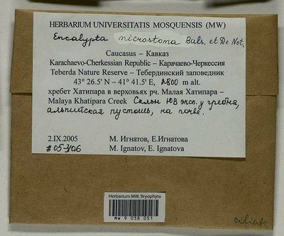 Encalypta microstoma Bals.-Criv. & De Not., Moscow University Herbarium