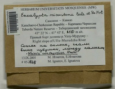 Encalypta microstoma Bals.-Criv. & De Not., Moscow University Herbarium