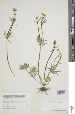 Ranunculus multisectus Haas