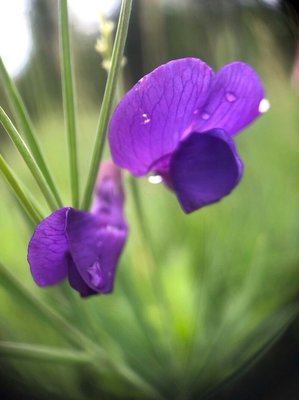 Lathyrus bauhini P.A.Genty: flower