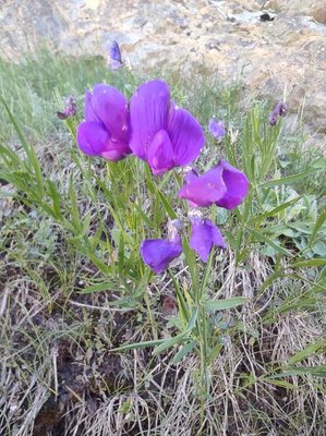Lathyrus bauhini P.A.Genty: flower