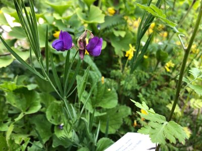 Lathyrus bauhini P.A.Genty: flower
