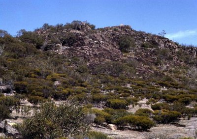 Ngungun,_shrub_steppe_on_rock_platform_with_Calythrix_tetragona_&_Lept._leuhmannii,_02.09.1967.jpg