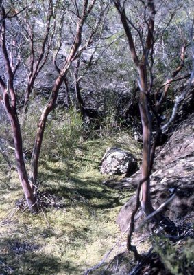 Ngungun,_Leptospermum_luehmannii,_02.09.1967.jpg