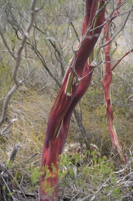dr364||0241edda-e519-4671-8e85-636e1a327c17||0_Leptospermum_luehmannii.jpg