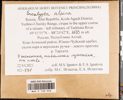 Encalypta alpina Sm., Moscow University Herbarium