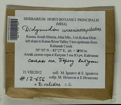 Didymodon anserinocapitatus (X.J. Li) R.H. Zander, Moscow University Herbarium
