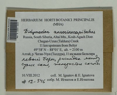 Didymodon anserinocapitatus (X.J. Li) R.H. Zander, Moscow University Herbarium