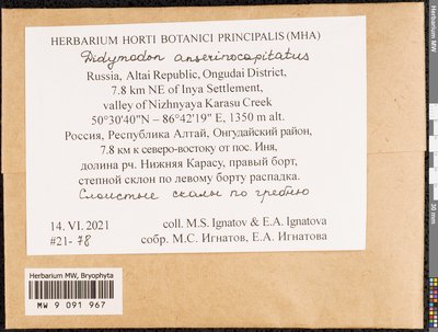 Didymodon anserinocapitatus (X.J. Li) R.H. Zander, Moscow University Herbarium