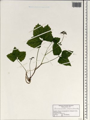 Spuriopimpinella calycina (Maxim.) Kitag. (Ложный бедренец чашечный), Moscow University Herbarium