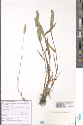 Phleum exaratum subsp. exaratum