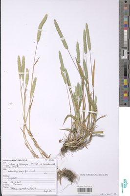 Phleum exaratum Hochst. ex Griseb.