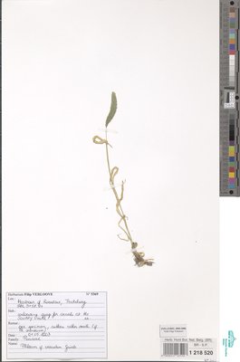 Phleum exaratum Hochst. ex Griseb.