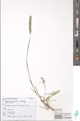Phleum exaratum Hochst. ex Griseb.