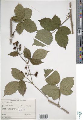 Rubus dethardingii E.H.L.Krause