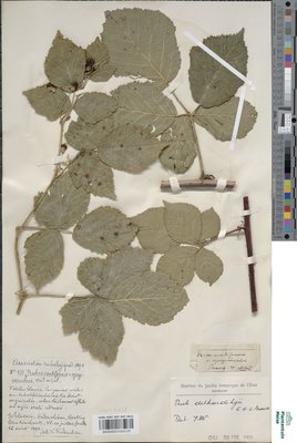 Rubus dethardingii E.H.L.Krause