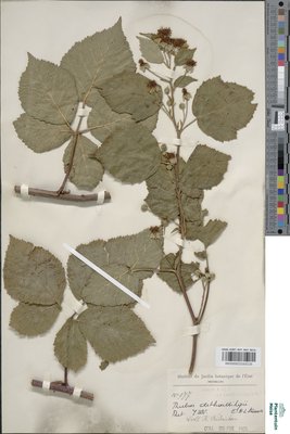 Rubus dethardingii E.H.L.Krause