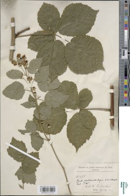 Rubus dethardingii E.H.L.Krause