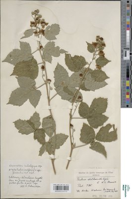 Rubus dethardingii E.H.L.Krause