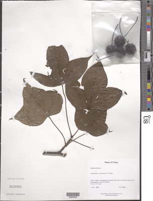 00994945.tif