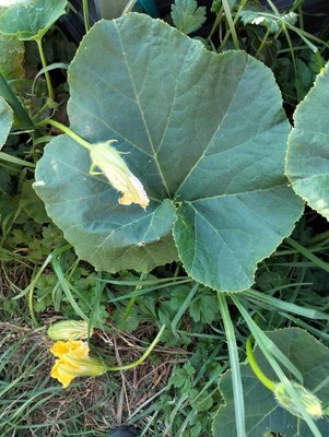 Cucurbita maxima Duchesne: leaf