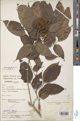 Pseudomacrolobium mengei (De Wild.) Hauman