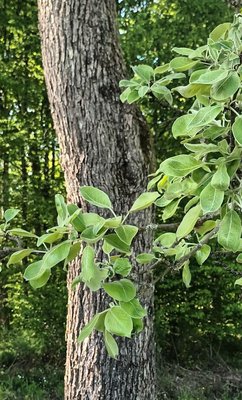 Pyrus nivalis Jacq.: leaf