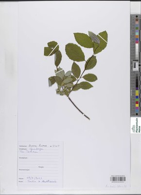 Salix x multinervis Döll