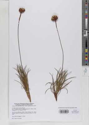 Armeria rouyana Daveau
