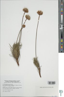 Armeria rouyana Daveau