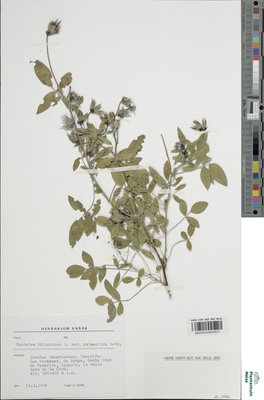 Psoralea bituminosa var. palaestina (Bassi) Webb & Berthel.