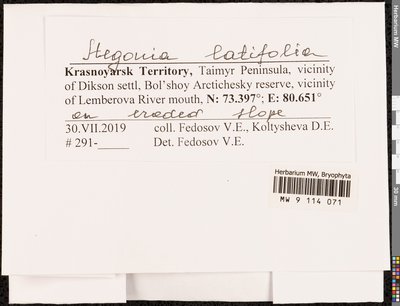 Stegonia latifolia (Schwägr.) Venturi ex Broth., Moscow University Herbarium