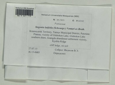 Stegonia latifolia (Schwägr.) Venturi ex Broth., Moscow University Herbarium
