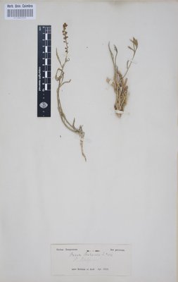 COI00063364 - Reseda buhseana - Willkomm, Heinrich Moritz - s.n.
