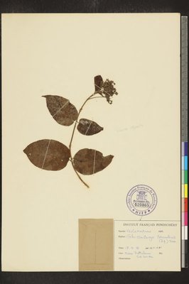 Glossocarya scandens Trimen