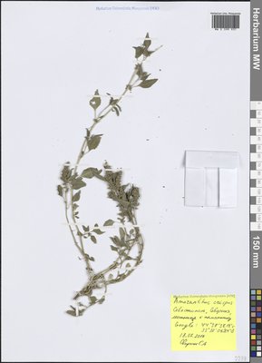 Amaranthus crispus (Lesp. & Thévenau) N. Terracc. (Щирица), Moscow University Herbarium