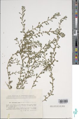 Amaranthus crispus Terrac.