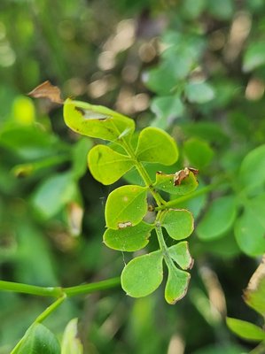 Jasminum grandiflorum L.: leaf