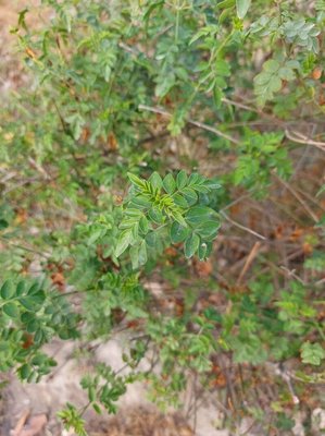 Jasminum grandiflorum L.: leaf