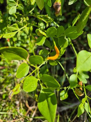 Jasminum grandiflorum L.: leaf